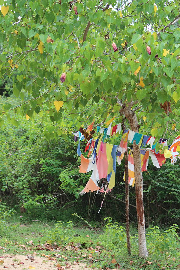 Buddhist Prayer Flags, Sri Lanka Photograph by Jennifer Mazzucco