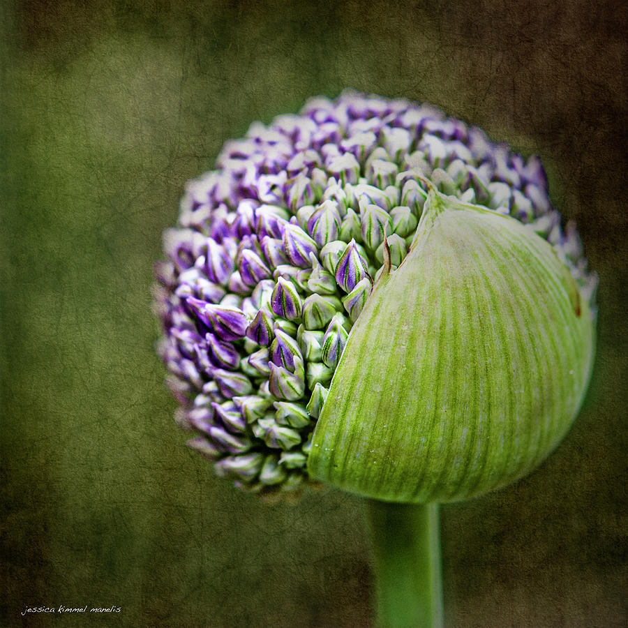 Purple Photograph - Budding Allium by Jessica Manelis Purple Photograph - Budding Allium by Jessica Manelis