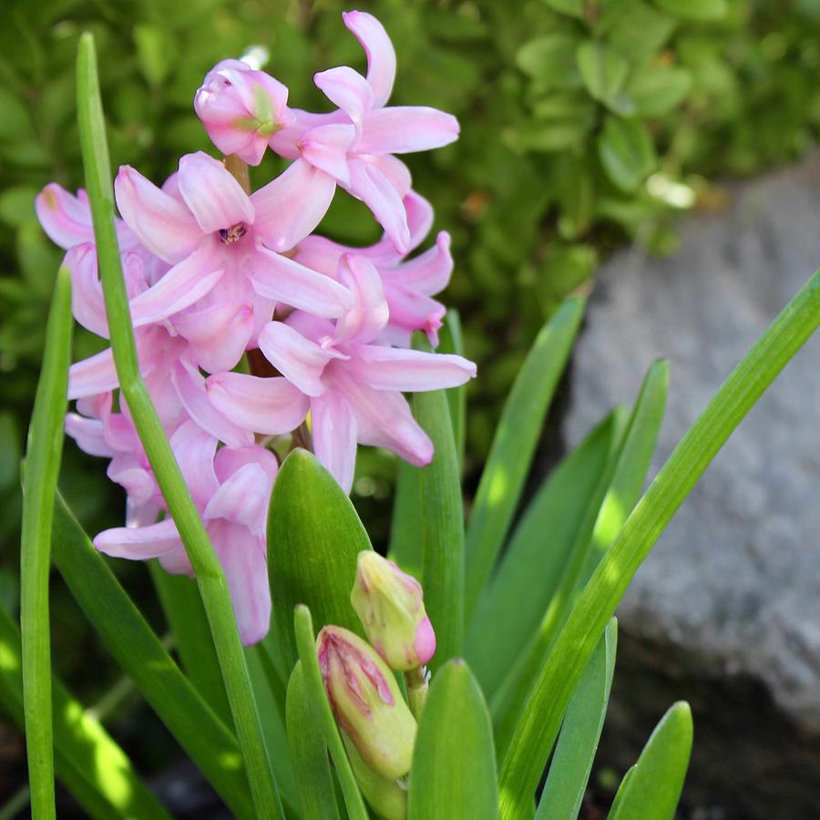 Budding And Blooming Pink Hyacinth Photograph