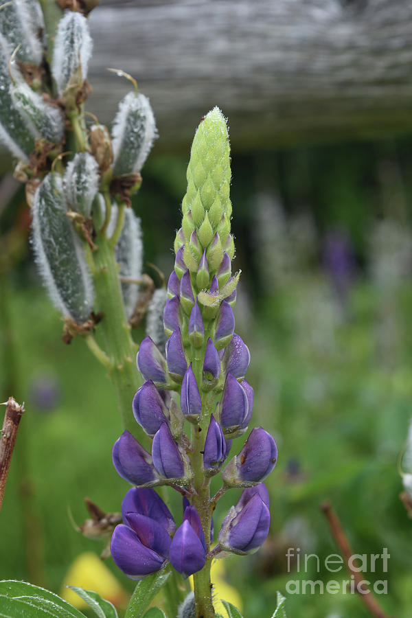 Budding and Blooming Purple Lupine Flowers in a Garden Photograph by DejaVu Designs