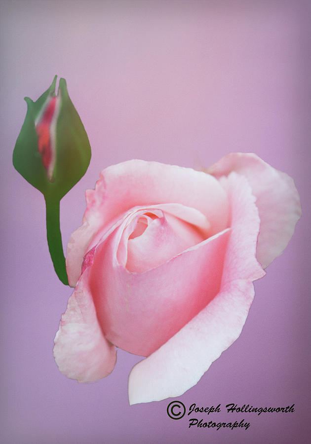 Budding and Blossoming Rose Photograph by Joseph Hollingsworth