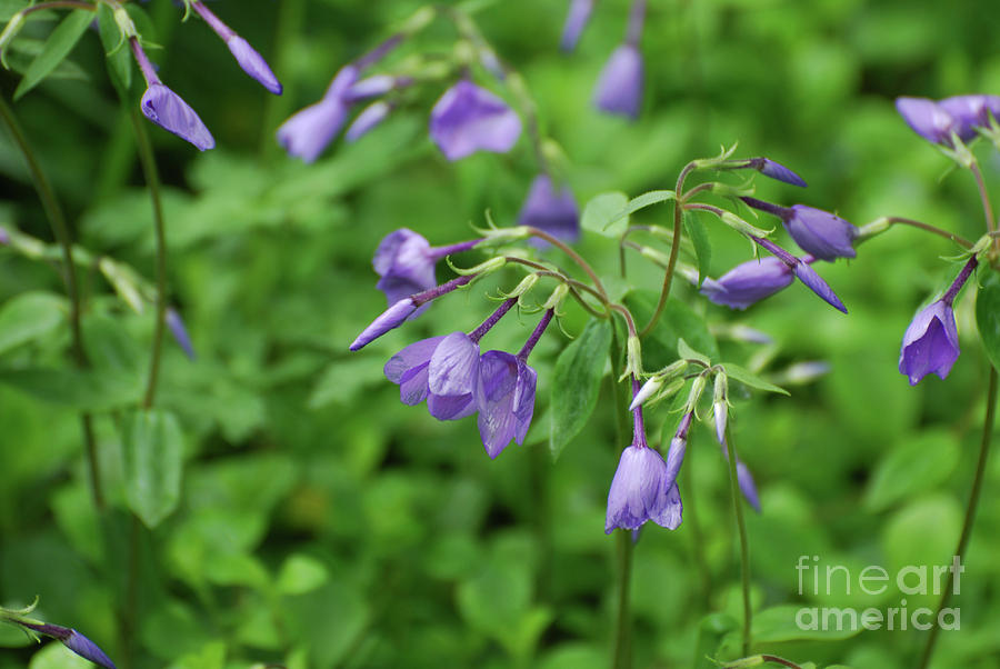 Budding and Flowering Purple Phlox Flowers Photograph by DejaVu Designs