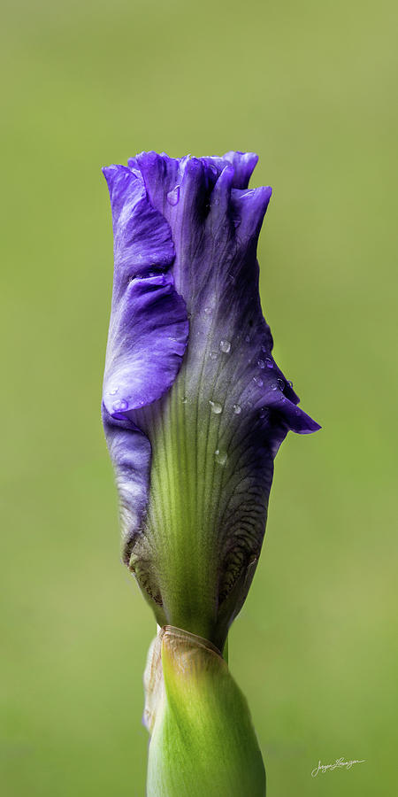 Budding Bearded Iris Photograph by Jurgen Lorenzen