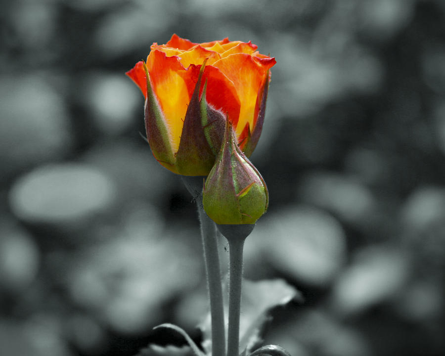 Budding Beauty Photograph By Chris Colter Fine Art America