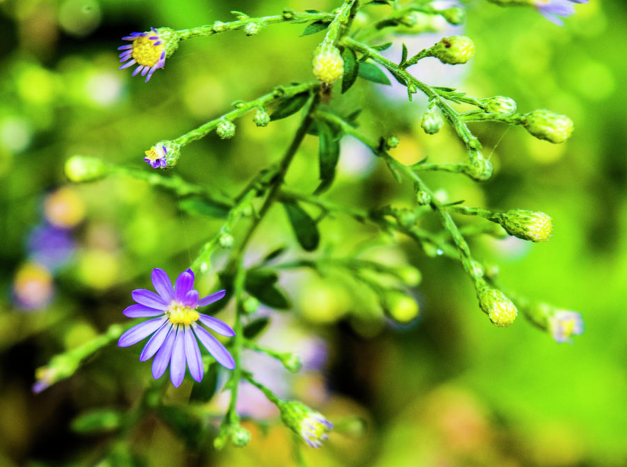 Budding Beauty Photograph By Jeremy Rickman Fine Art America