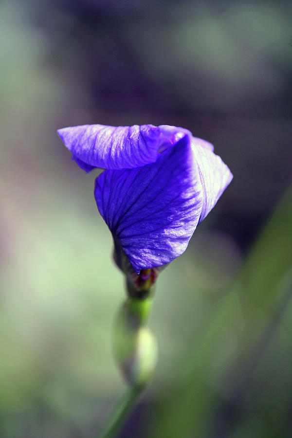 Budding Beauty Photograph By June Goggins Fine Art America