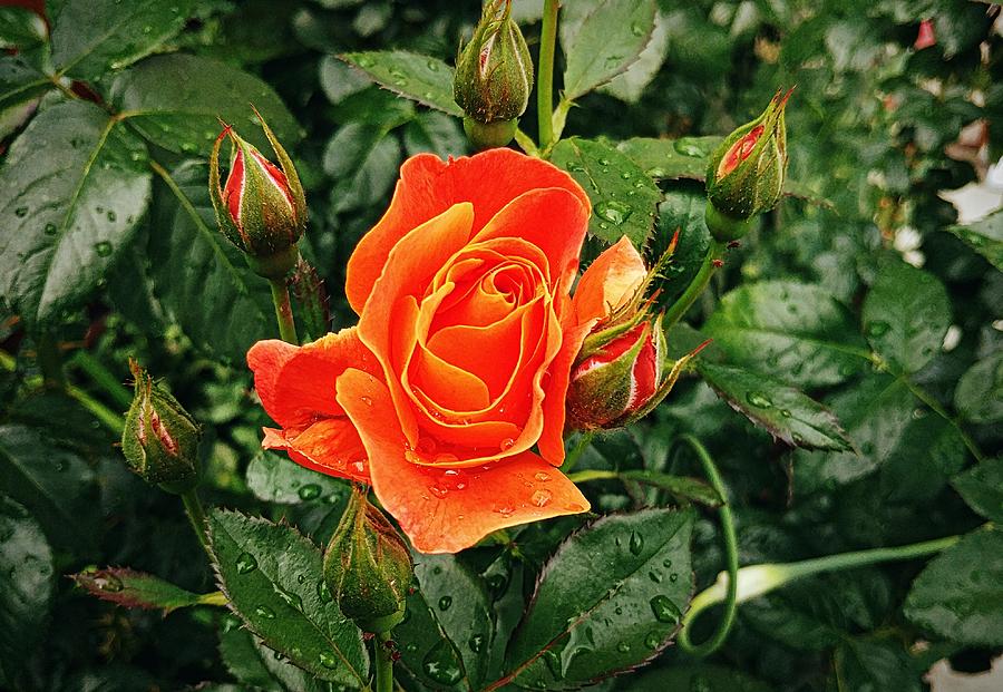 Budding Beauty by Max DeBeeson Budding Beauty by Max DeBeeson