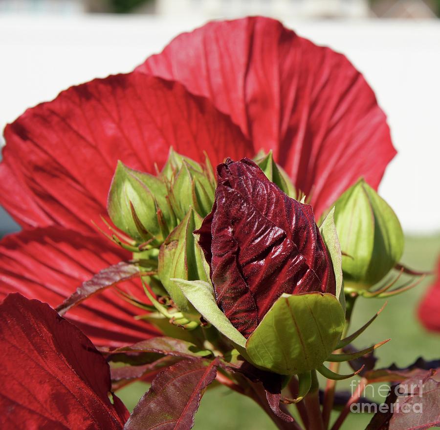 Hibiscus Photograph - Budding Beauty by Megan Cohen Hibiscus Photograph - Budding Beauty by Megan Cohen