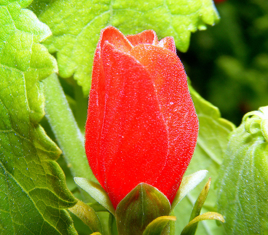 Budding Beauty Photograph By Sherwanda Irvin Fine Art America