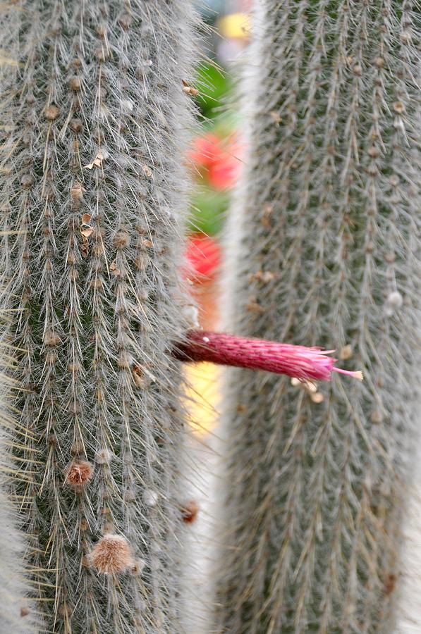 Budding Cactus Flower Photograph by Cornelia DeDona