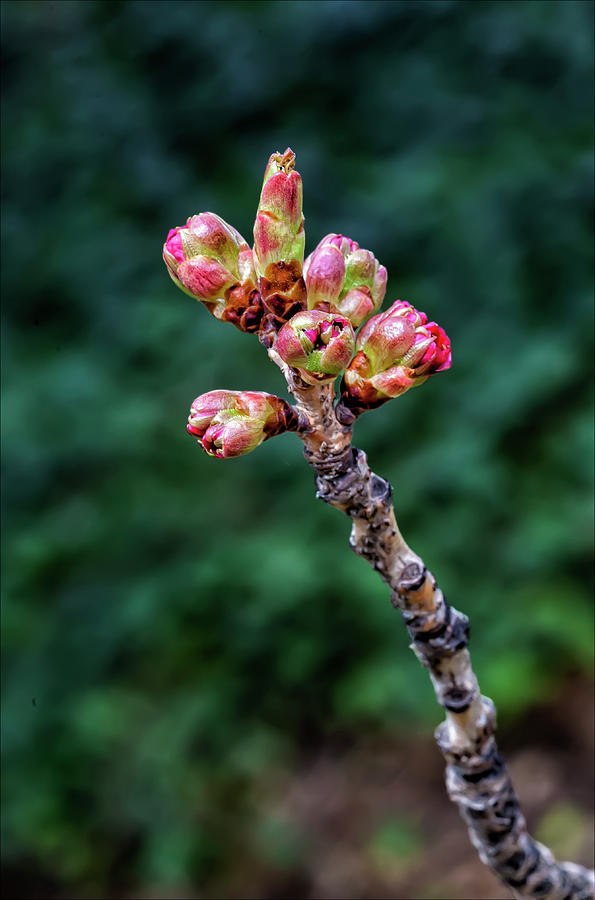 Budding Cherry Blossom Photograph by Robert Ullmann