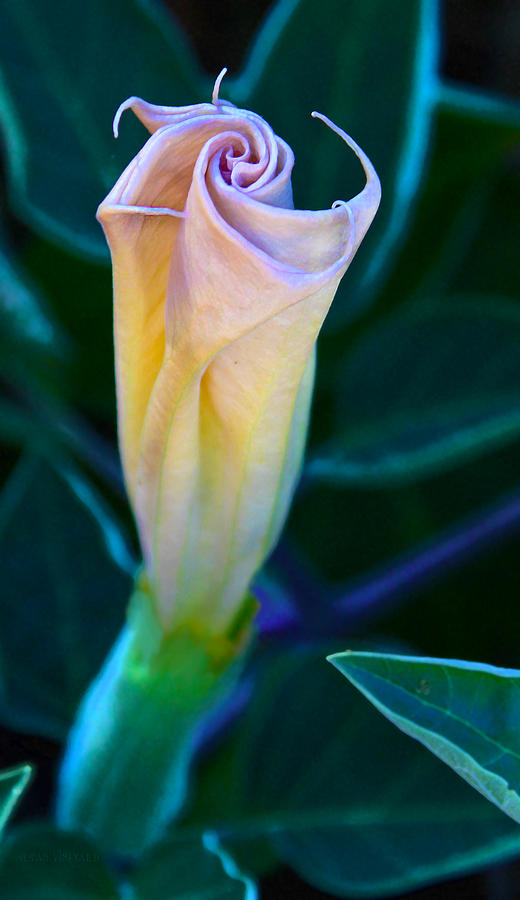 Budding Devils Trumpet Flower Photograph by Susan Vineyard