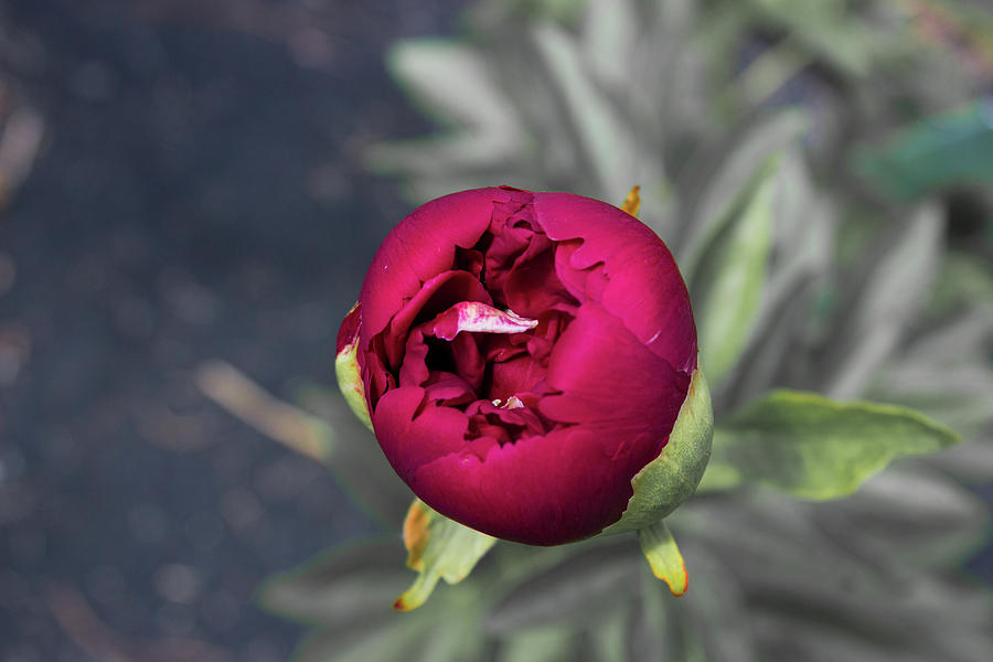 Budding Flower Photograph