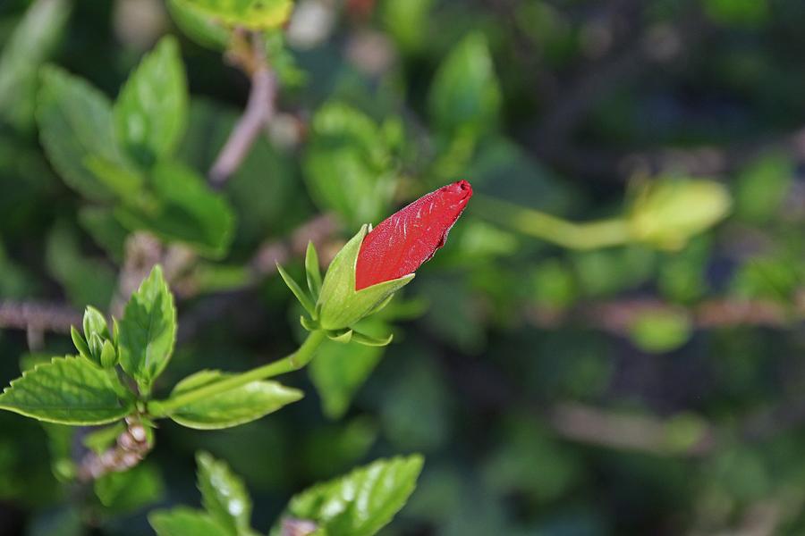 Budding Hibiscus Photograph by Michiale Schneider