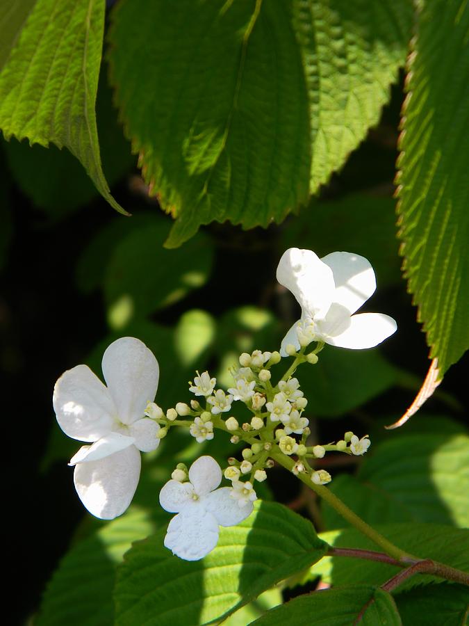 Hydrangea Budding Budding Hydrangea Photograph by Warren Thompson - Pixels