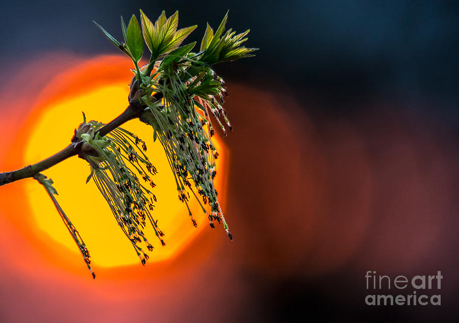 Budding Leaf with Sunset Bokeh Photograph by Cheryl Baxter