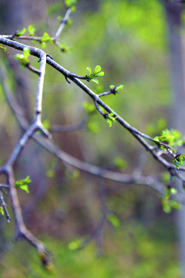 Budding Leaves Photograph by Megan Swormstedt