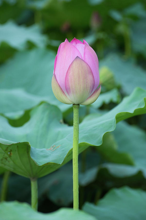 Budding lotus Photograph by Tran Boelsterli