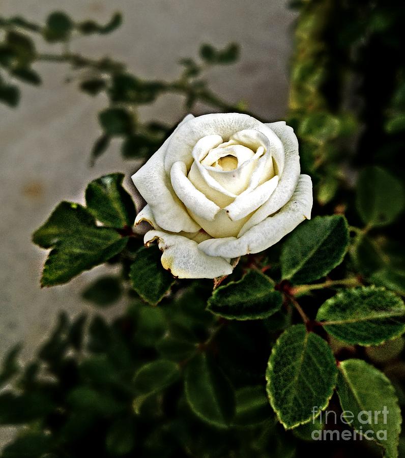 Nature Photograph - Budding Mini Rose by Catherine Melvin