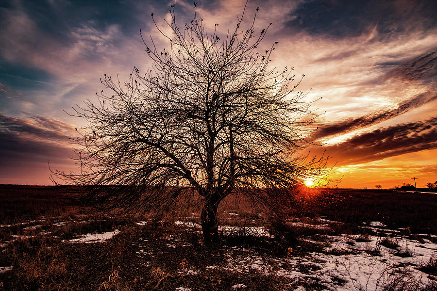Sunset Loner Tree Photograph by Neal Nealis