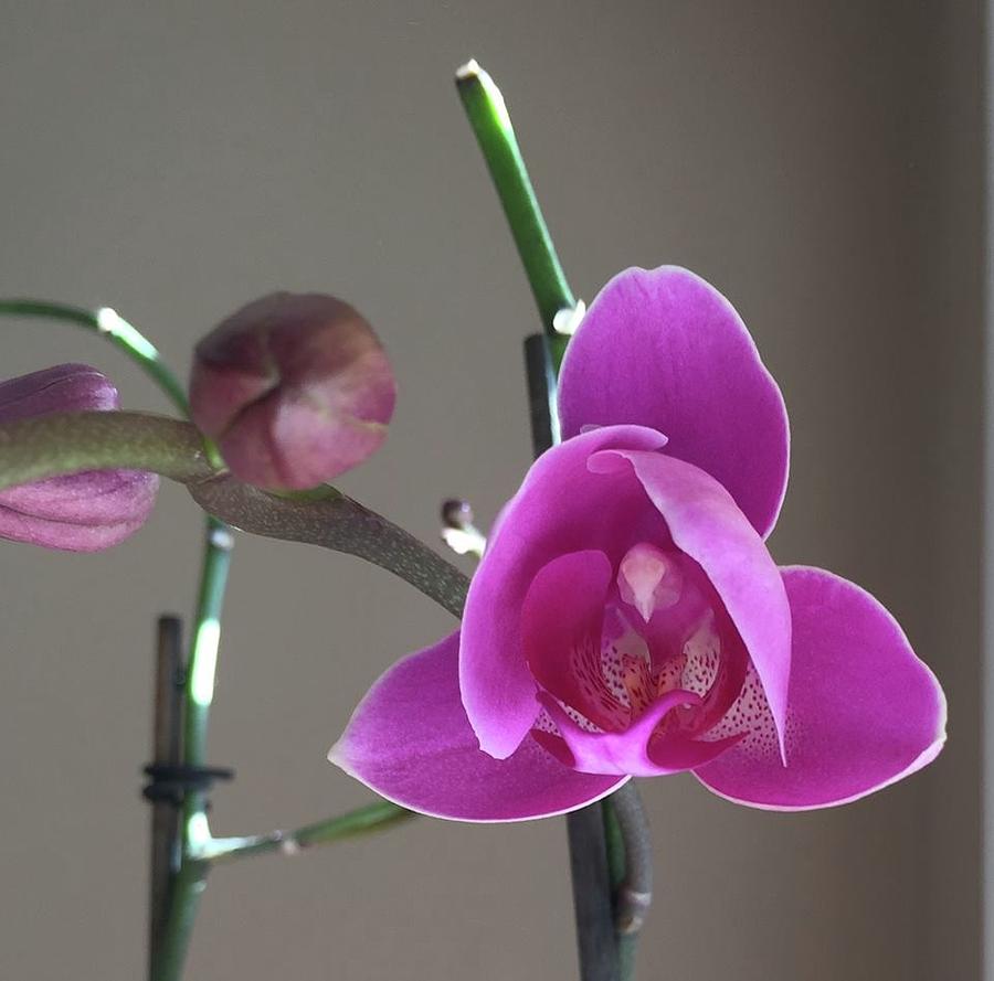Budding Orchid #2 Photograph by Eileen Brymer