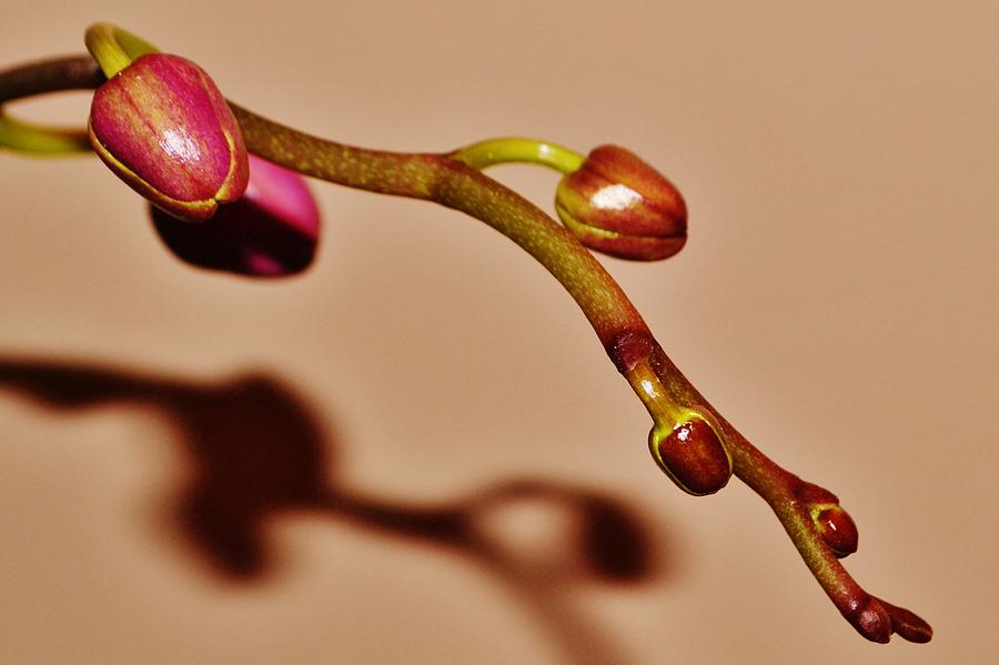 Budding Orchid Photograph by Eileen Brymer