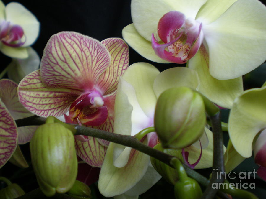Flower Photograph - Budding Orchids  by Nona Kumah
