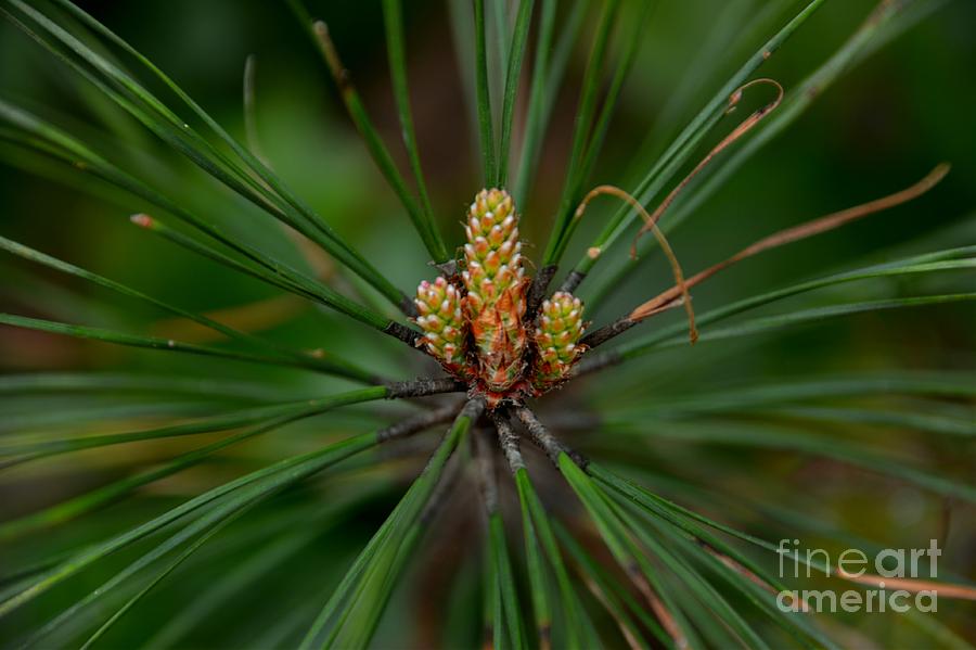 Budding Pine Cones for Spring -Georgia Photograph by Adrian De Leon Art and Photography