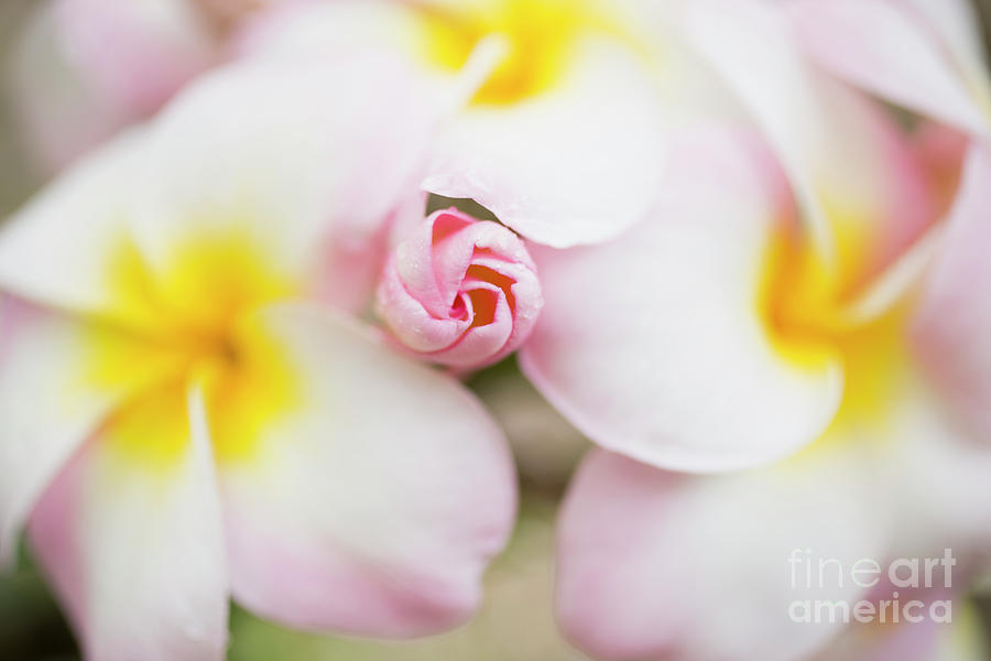 Budding Plumeria Cluster by Charmian Vistaunet Budding Plumeria Cluster by Charmian Vistaunet