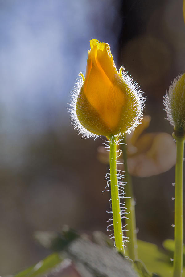Flower Photograph - Budding Poppy by Laura Ducceschi