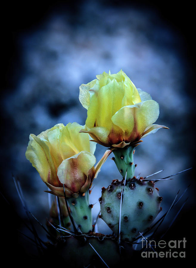 Nature Photograph - Budding Prickly Pear Cactus by Robert Bales