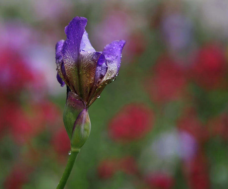 Budding Purple Iris Photograph by Rona Black