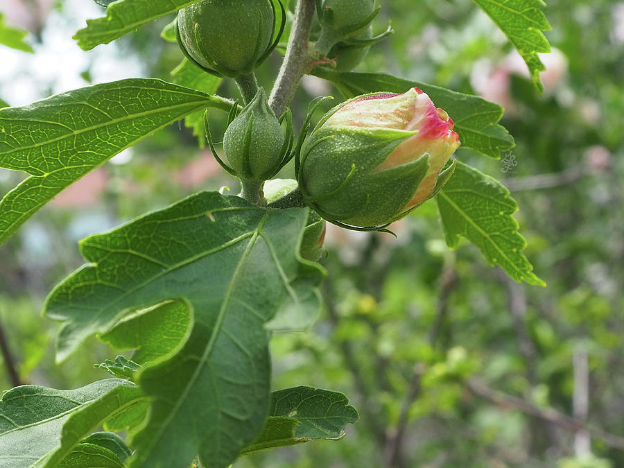 Budding Rose of Sharon Photograph by Ginger Repke