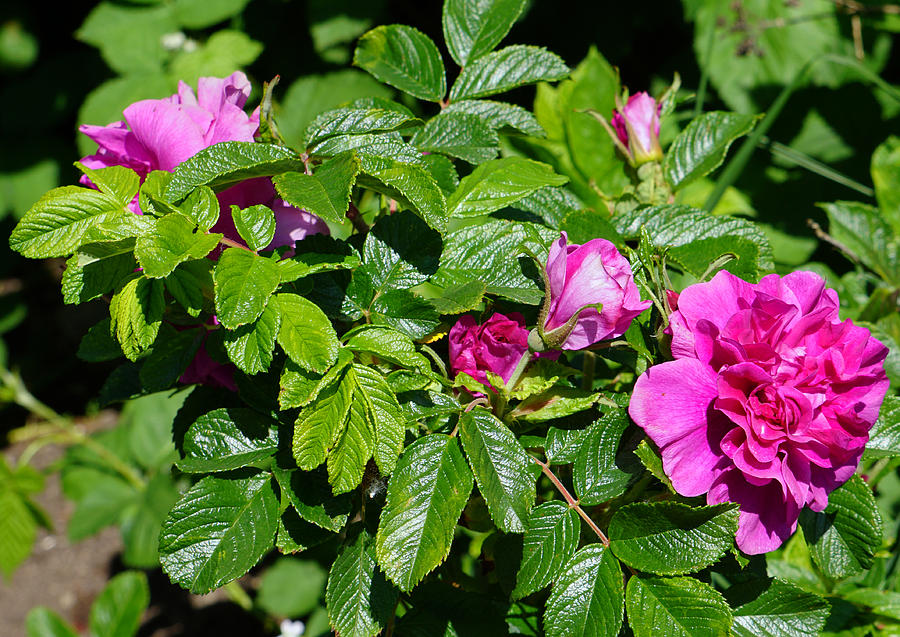 Budding Roses Photograph by Wayne Enslow