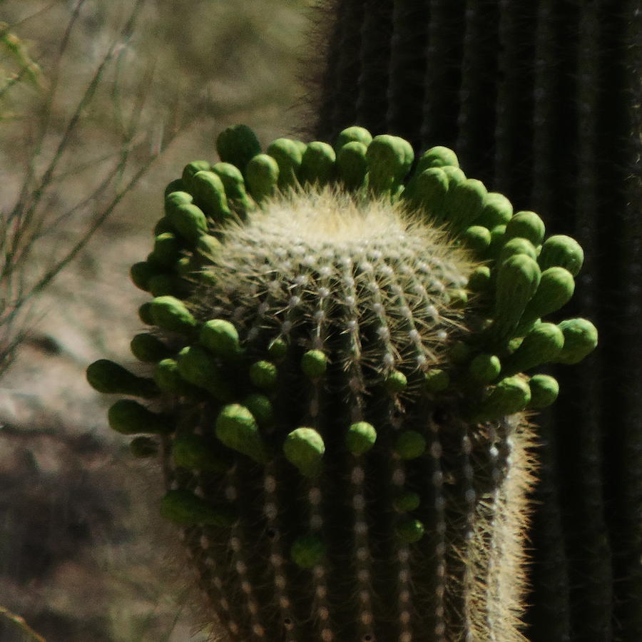 Budding Saguaro Cactus Photograph by Bill Tomsa