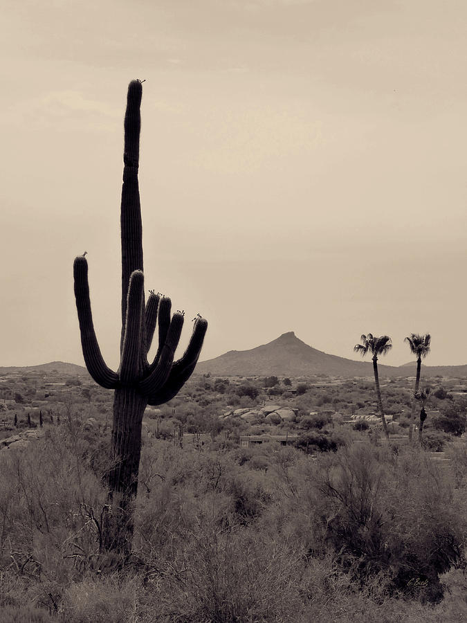 Budding Saguaro Photograph by Gordon Beck