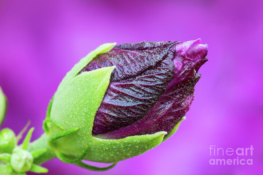Aiken Photograph - Budding by Steven Dillon Aiken Photograph - Budding by Steven Dillon