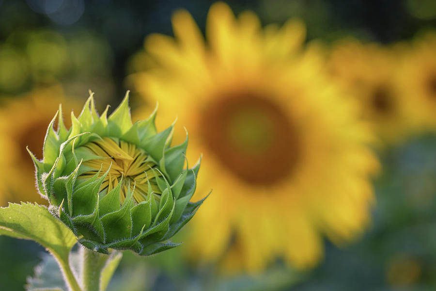Budding Sunflower Photograph by Kristen Wilkinson
