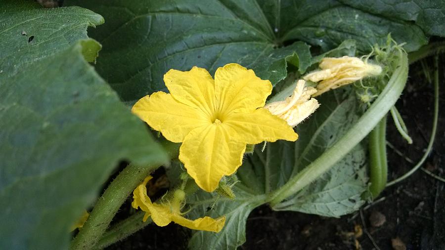 Budding vegetable Photograph by Pat Kautz - Pixels