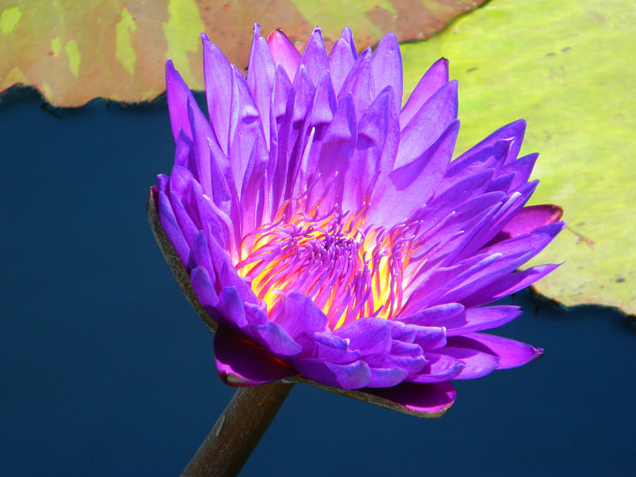 Budding Water Lily Photograph by Emmy Vickers