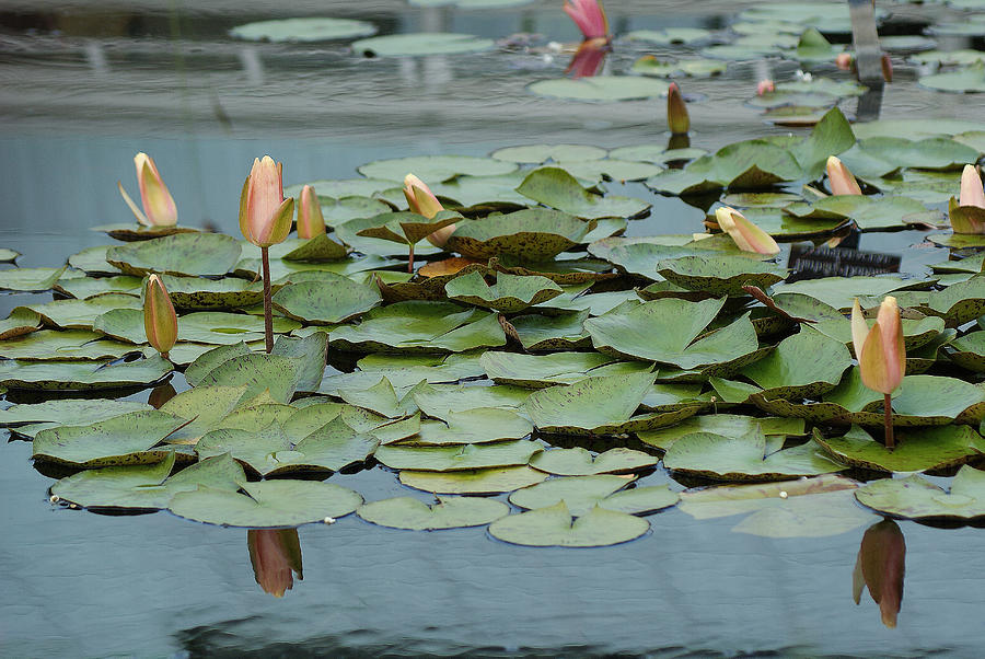 Budding Waterlilies Photograph by Margie Avellino