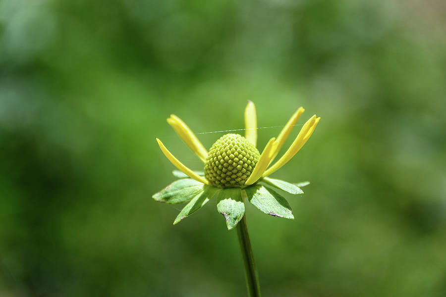 Budding Yellow Wildflower Photograph by Debra Martz