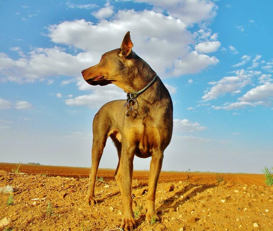 Buddy Photograph by Lara McNutt - Fine Art America