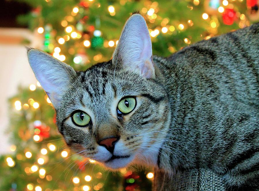 Buddy Loves Christmas Photograph by Catie Canetti