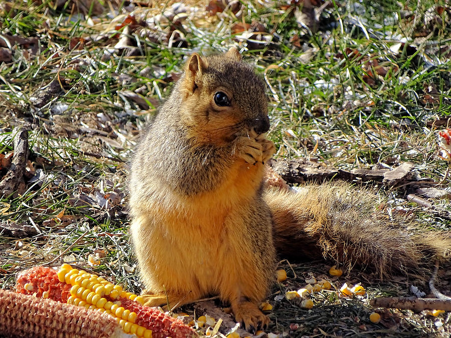 Buddy Sitting Up Eating Corn Photograph by Theresa Campbell