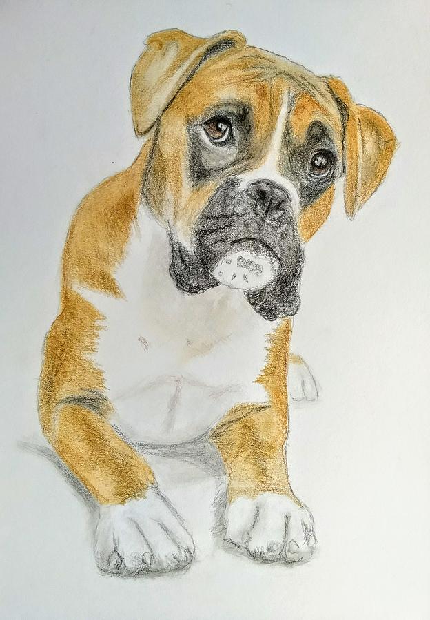 Buddy the Boxer Dog Drawing by Paul Blackmore Pixels