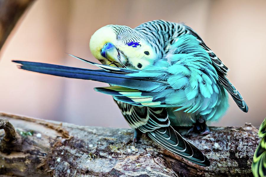Budgerigar Parakeet Sitting On A Tree Branch Photograph