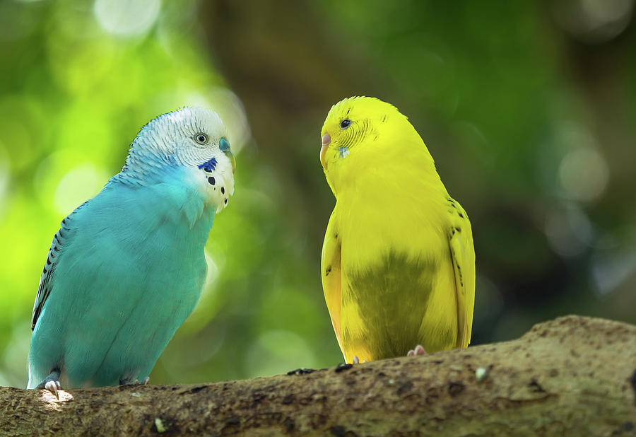 Budgie Buddies Photograph by Robin Zygelman