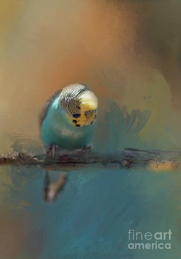 Budgie in the Morning Light Photograph by Eva Lechner