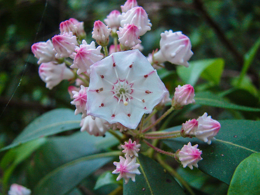 Mountain Laurel Photograph by Carl Moore